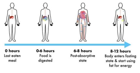 20 OMAD Benefits (Based on new research) .